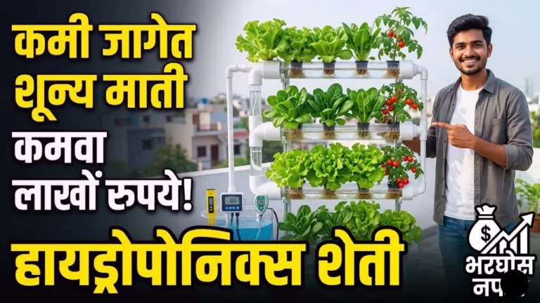 हायड्रोपोनिक्स शेती तंत्रज्ञानाचा वापर करून पीव्हीसी पाईपमध्ये वाढवलेली हिरवीगार पिके.