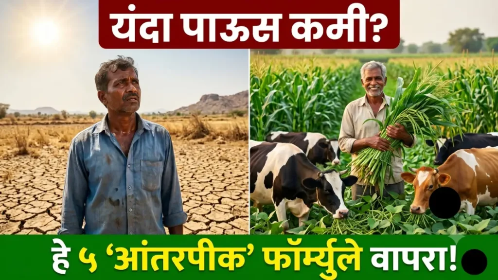 हिरवा चारा खाणारी दुधाळ जनावरे आणि शेतात आंतरपीक पद्धतीची पाहणी करणारे शेतकरी.